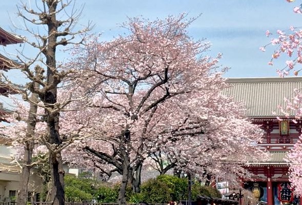 浅草桜